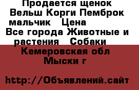 Продается щенок Вельш Корги Пемброк мальчик › Цена ­ 65 000 - Все города Животные и растения » Собаки   . Кемеровская обл.,Мыски г.